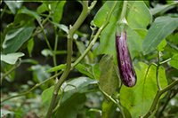 Agriculture Gardens