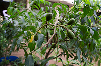 Agriculture Gardens